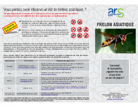Le frelon asiatique -Comment le reconnaître, signaler les nids et que faire en cas de piqûre